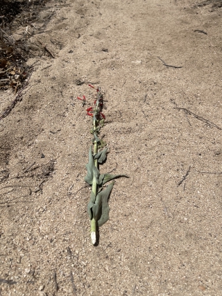 Scarlet bugler